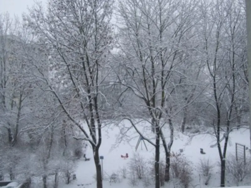 Schneebedeckte Bäume und Wege in der Winterlandschaft